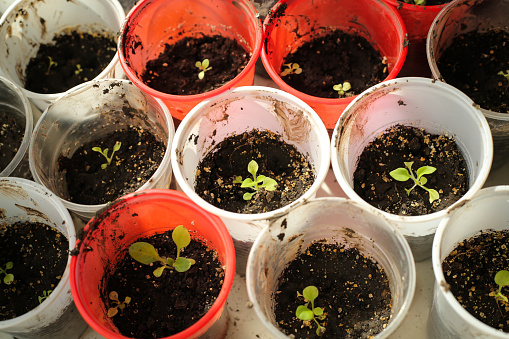 Seeds & Allied Inputs